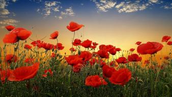 Sunset nature flowers poppy wallpaper