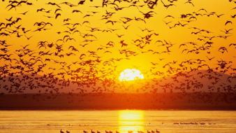 Sunset nature silhouette sunlight lakes birds wallpaper