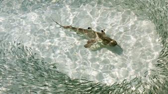 Water fish sunlight wallpaper