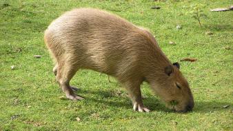 Animals capybara wallpaper
