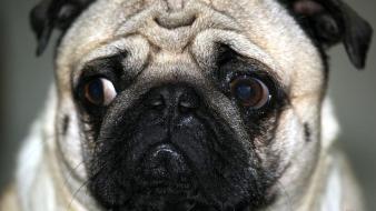 Animals dogs pugs