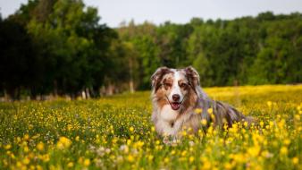 Animals dogs yellow flowers wallpaper