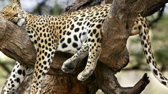 Animals funny cheetahs sleeping wallpaper