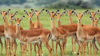 Animals impala wallpaper