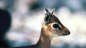 Animals male antelope baby wallpaper