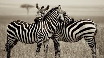 Animals national geographic zebras monochrome wallpaper