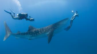 Animals nature ocean scuba diving whale shark wallpaper