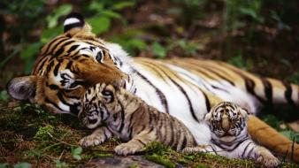Animals tigers baby wallpaper