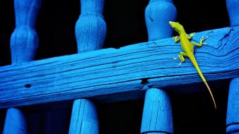 Balcony national geographic lizards reptiles wallpaper