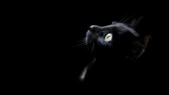 Black dark cats wallpaper