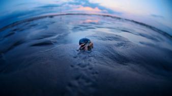 Blue beach animals fisheye effect crabs