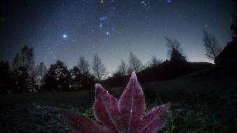 Landscapes nature night stars leaves skyscapes wallpaper