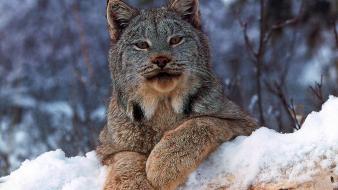 Lynx wallpaper