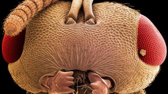 Microscopic flies wallpaper