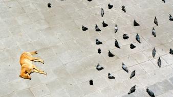 National geographic pigeons lying down courtyard birds wallpaper