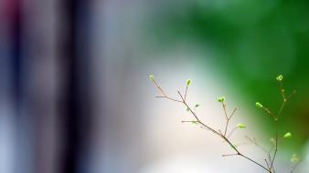Nature minimalistic spring (season) plants macro branches wallpaper