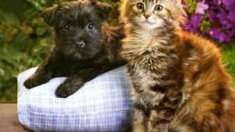 Puppies kittens wallpaper