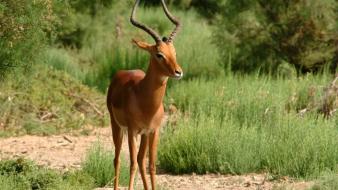 South they live male africa antelope impala wallpaper