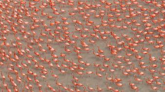 Water flock national geographic flamingos birds wallpaper