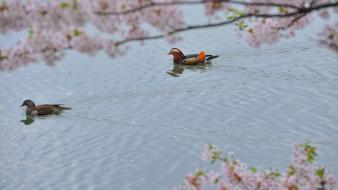 Water japan cherry blossoms wallpaper