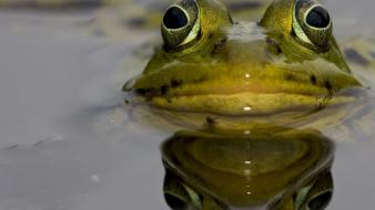 Water nature frogs amphibians wallpaper