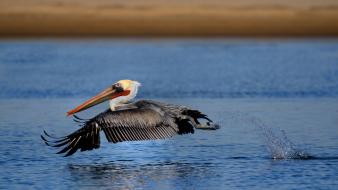 Water pelican birds wallpaper