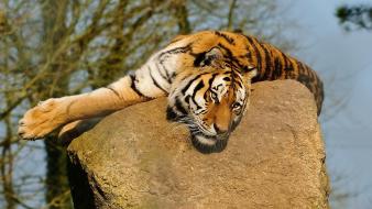 Animals tigers rocks blurred background wallpaper