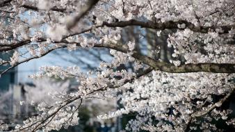 Blossoms flowers spring (season) white flowered trees wallpaper