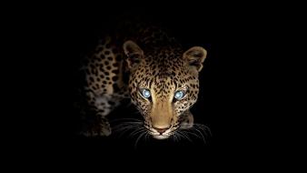 Bmw artwork leopards eyes m5 night vizion wallpaper