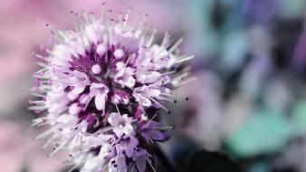 Close-up flowers depth of field blurred background makro