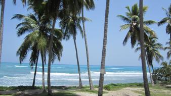 Landscapes beach palm trees haiti caribbean sea wallpaper
