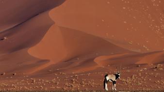 Landscapes nature animals desert national geographic antelope namib wallpaper