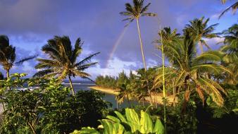 Landscapes rainbows palms wallpaper