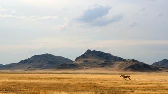 Mountains landscapes nature animals horses prarie running wild wallpaper