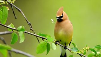 Nature birds animals branches cedar waxwing wallpaper