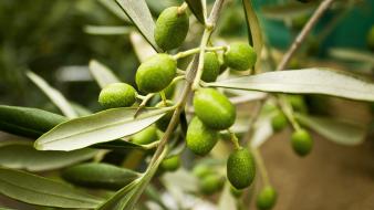 Nature fruits leaves macro wallpaper