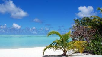 Ocean beach maldives palm trees blue skies wallpaper