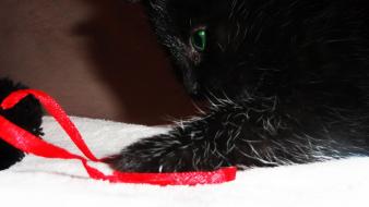 Red cats black cat green eyes wallpaper