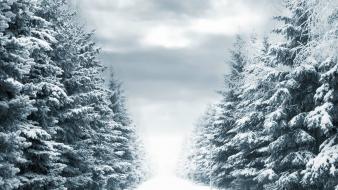 Snow forest path snowy wallpaper