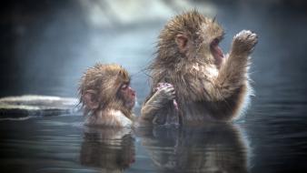 Water animals monkeys baby japanese macaque wallpaper