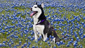 Animals dogs husky blue flowers wallpaper