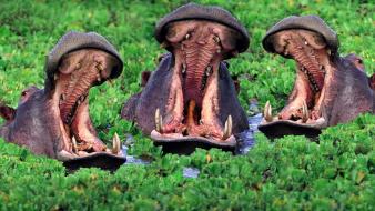 Animals hippopotamus yawn hungry wallpaper