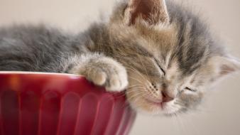 Animals kittens closed eyes wallpaper