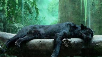 Animals puma panthers series black panther rest wallpaper