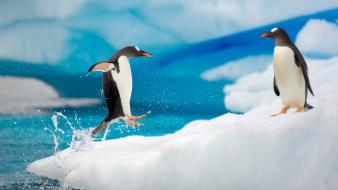 Birds animals jumping penguins gentoo water body wallpaper