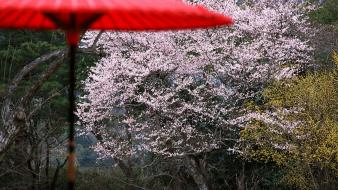 Blossoms flowers spring (season) umbrellas flowered trees wallpaper