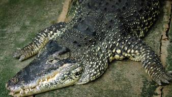 Crocodiles reptiles wallpaper