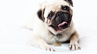 Dogs tongue pug wallpaper