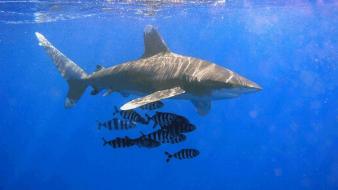 Fish sharks whitetip shark wallpaper