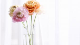 Flowers home simple background still life wallpaper